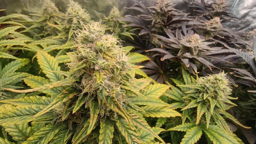 Greenhouse... dutch passion. Week 12 - Skywalker haze