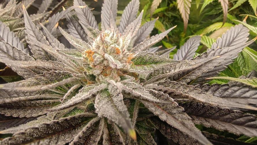 Greenhouse... dutch passion. Week 12 - King juice 