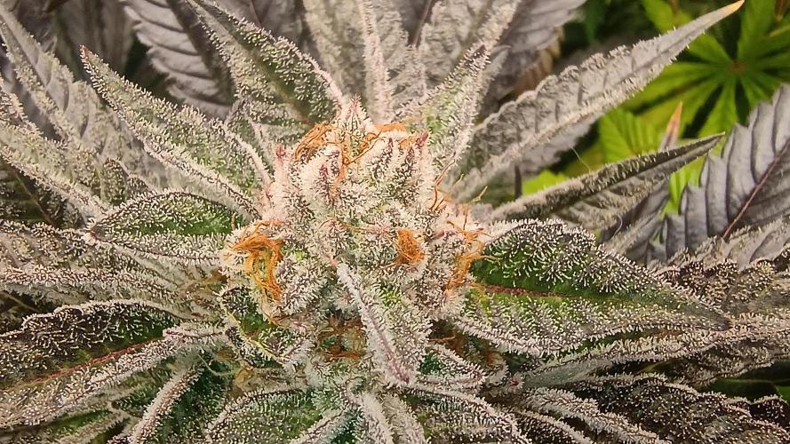 Greenhouse... dutch passion. Week 12 - King juice 