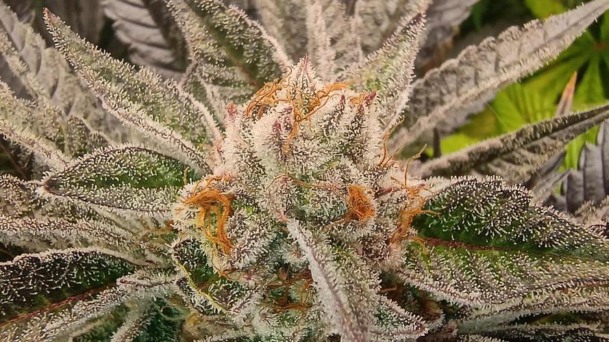 Greenhouse... dutch passion. Week 12 - King juice 