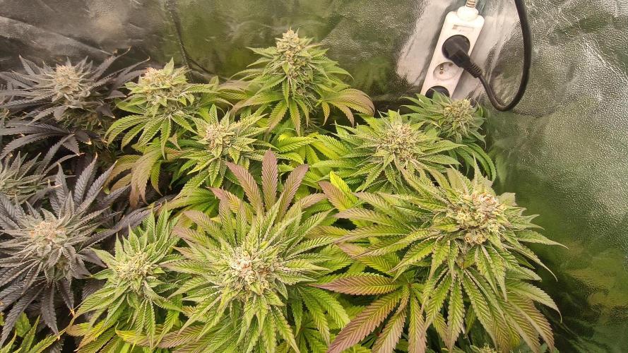 Greenhouse... dutch passion. Week 12 - King juice