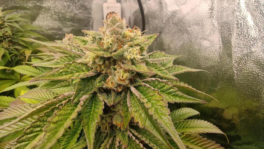 Greenhouse... dutch passion. Week 12 - King juice 