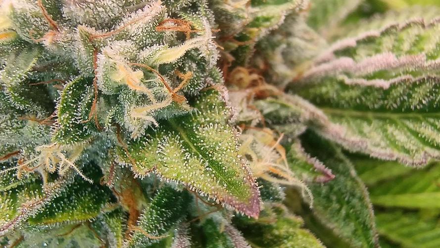 Greenhouse... dutch passion. Week 12 - King juice 