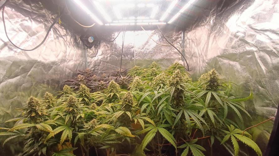 Greenhouse... dutch passion. Week 12