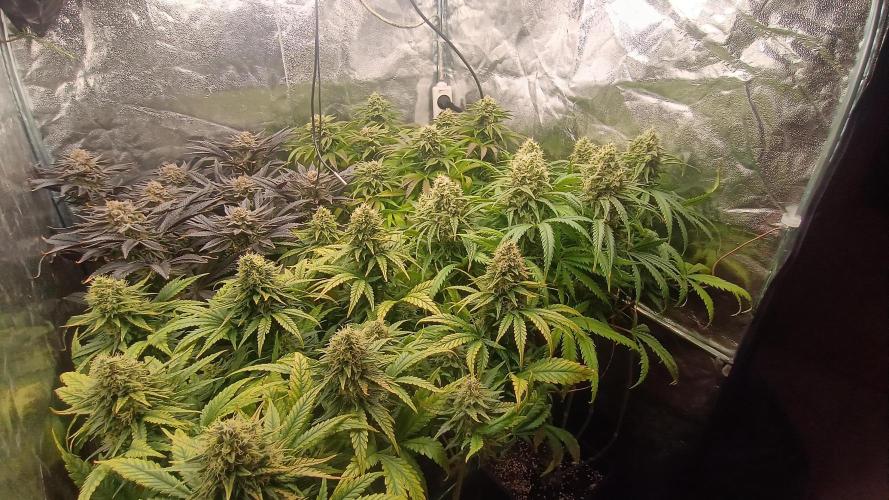 Greenhouse... dutch passion. Week 12