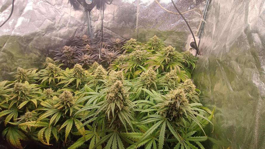 Greenhouse... dutch passion. Week 12