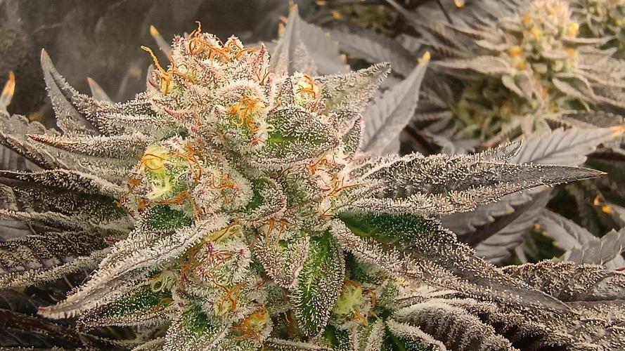 Greenhouse... dutch passion. Week 12 - King z