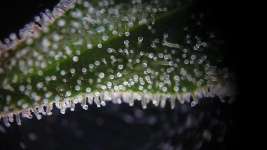 Greenhouse... dutch passion. Week 12 - King juice 