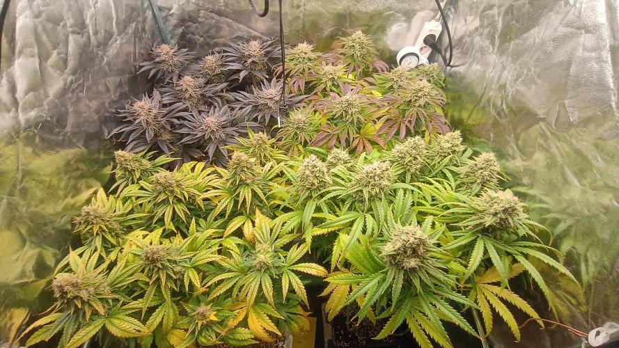 Greenhouse... dutch passion. Week 13