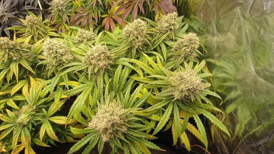 Greenhouse... dutch passion. Week 13 - Skywalker haze 