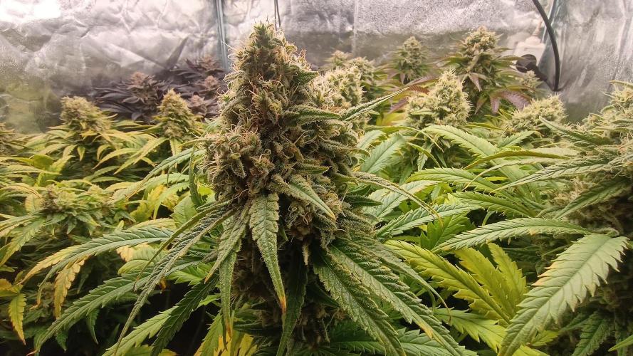Greenhouse... dutch passion. Week 13 - Skywalker haze 