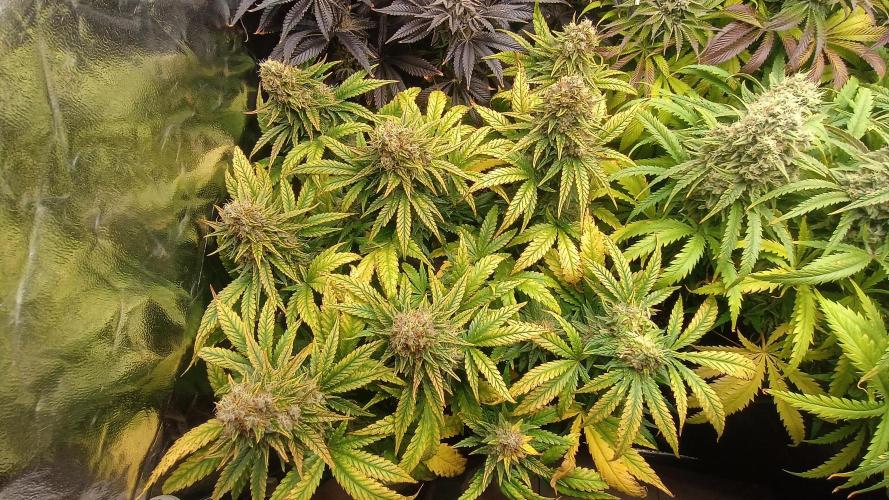 Greenhouse... dutch passion. Week 13 - Skywalker haze 