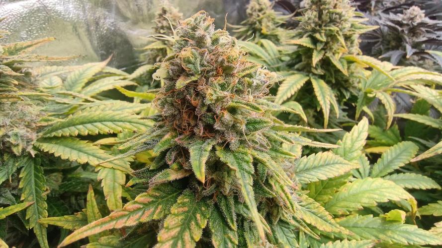 Greenhouse... dutch passion. Week 13 - Skywalker haze 