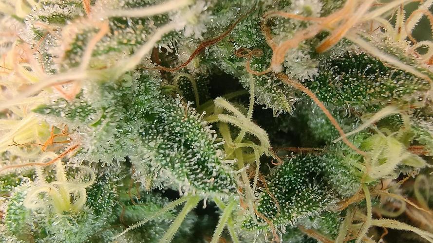 Greenhouse... dutch passion. Week 13 - Skywalker haze 
