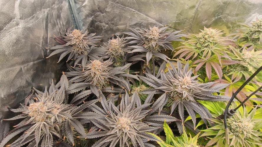 Greenhouse... dutch passion. Week 13 - Kings juice 