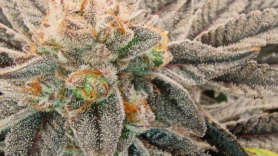Greenhouse... dutch passion. Week 13 - Kings juice 
