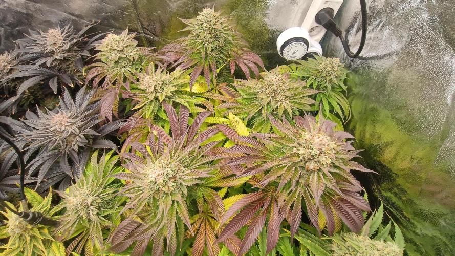 Greenhouse... dutch passion. Week 13 - Skywalker haze 