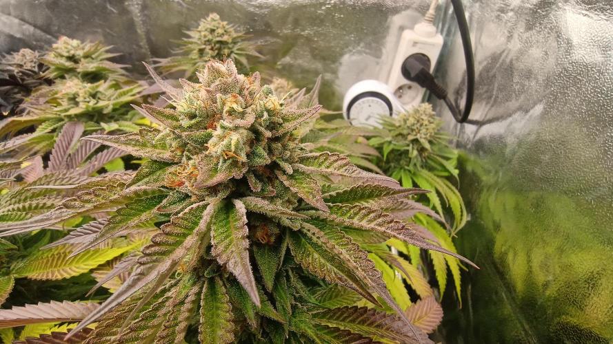 Greenhouse... dutch passion. Week 13 - Skywalker haze 