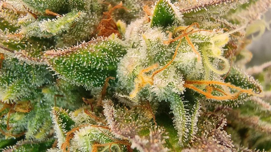 Greenhouse... dutch passion. Week 13 - Skywalker haze 