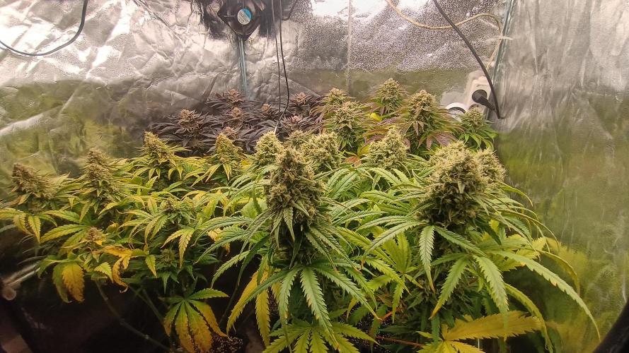 Greenhouse... dutch passion. Week 13