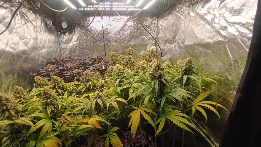 Greenhouse... dutch passion. Week 13