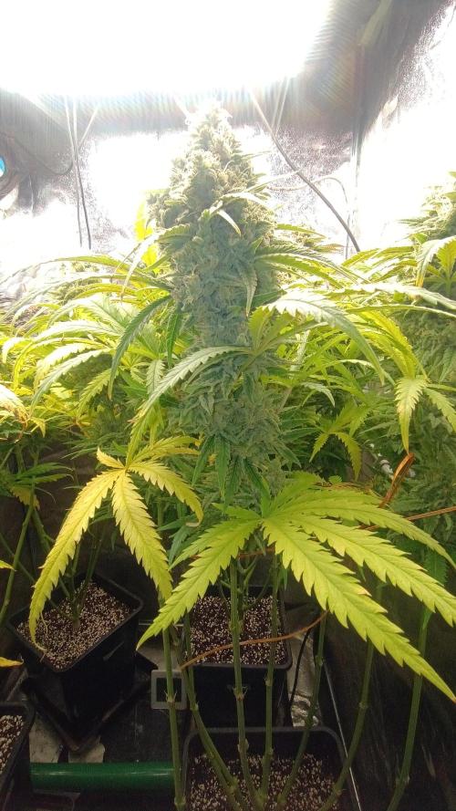 Greenhouse... dutch passion. Week 13 - Skywalker haze 