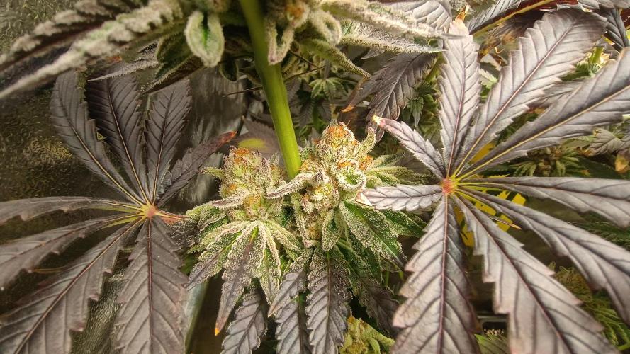 Greenhouse... dutch passion. Week 13 - Kings juice 