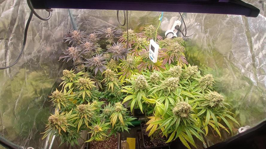 Greenhouse... dutch passion. Week 13