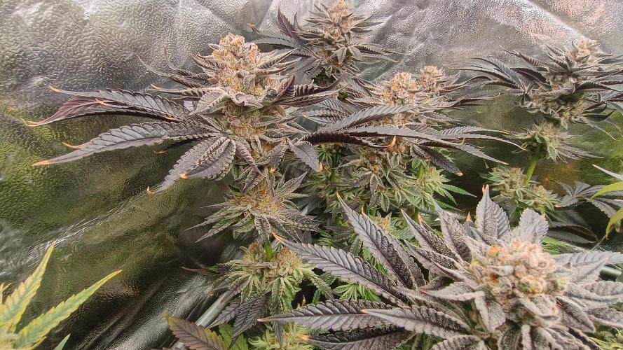 Greenhouse... dutch passion. Week 13 - Kings juice 