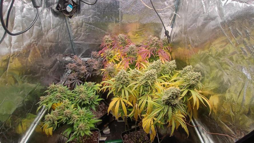 Greenhouse... dutch passion. Week 14
