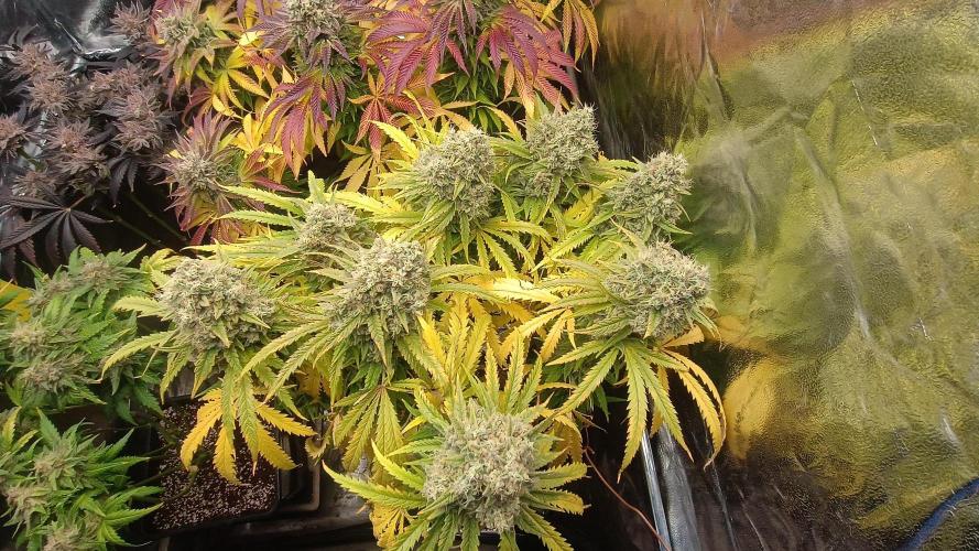 Greenhouse... dutch passion. Week 14 - Skywalker haze 
