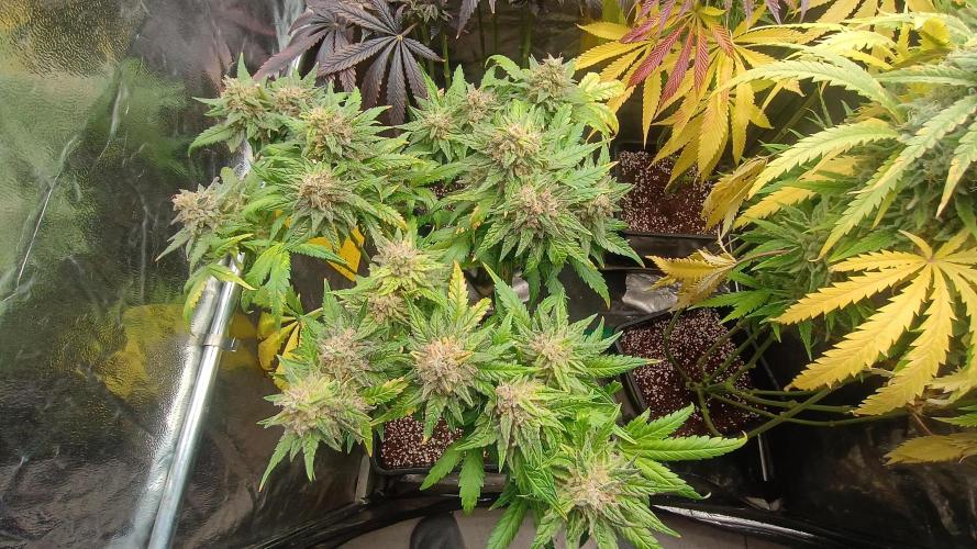 Greenhouse... dutch passion. Week 14 - Skywalker haze spodky