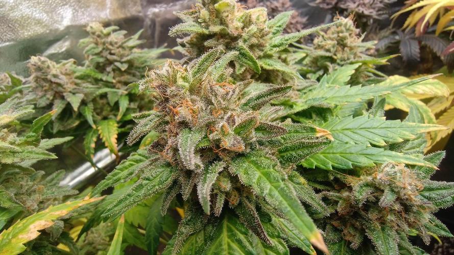 Greenhouse... dutch passion. Week 14 - Skywalker haze spodky