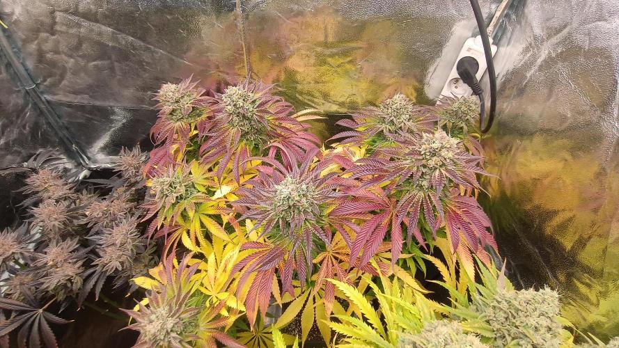 Greenhouse... dutch passion. Week 14 - Kings juice 