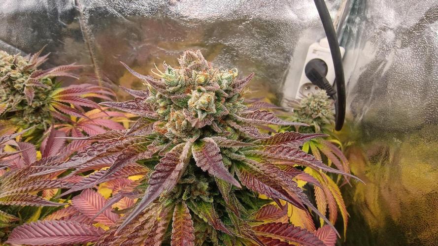 Greenhouse... dutch passion. Week 14 - Kings juice 