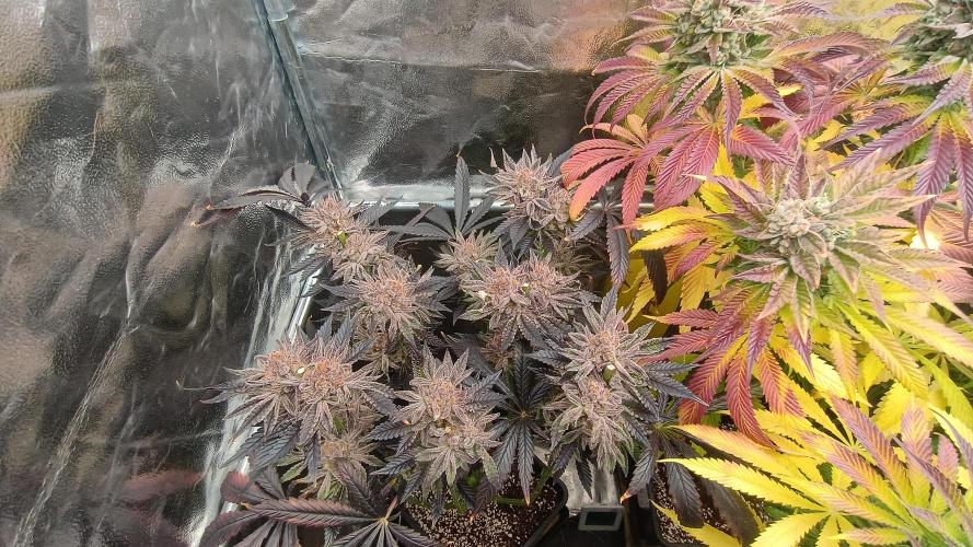 Greenhouse... dutch passion. Week 14 - Kings juice spodky 