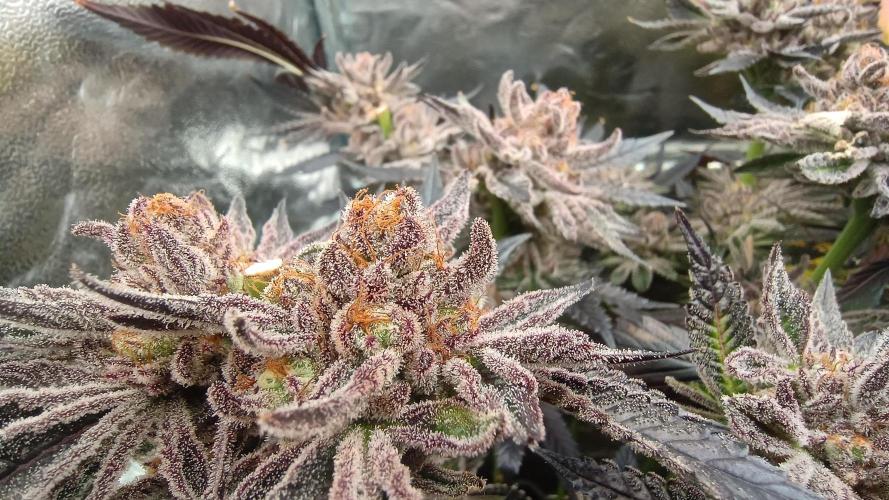 Greenhouse... dutch passion. Week 14 - Kings juice spodky 