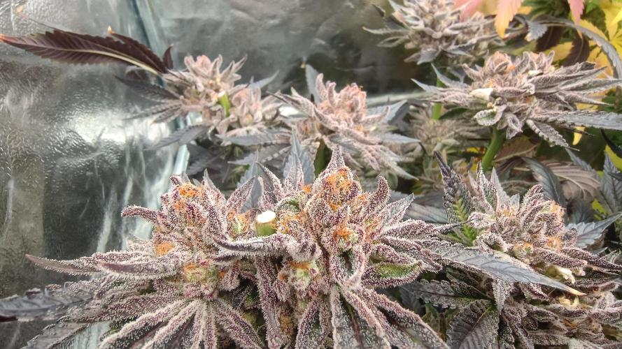Greenhouse... dutch passion. Week 14 - Kings juice spodky 
