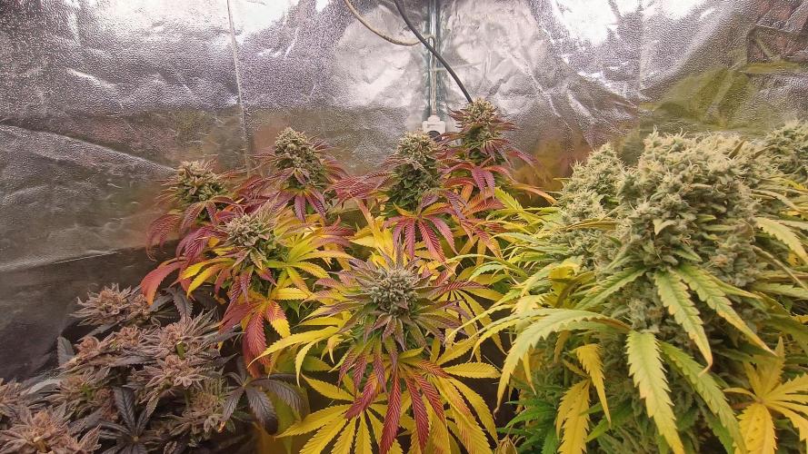 Greenhouse... dutch passion. Week 14 - Kings juice 