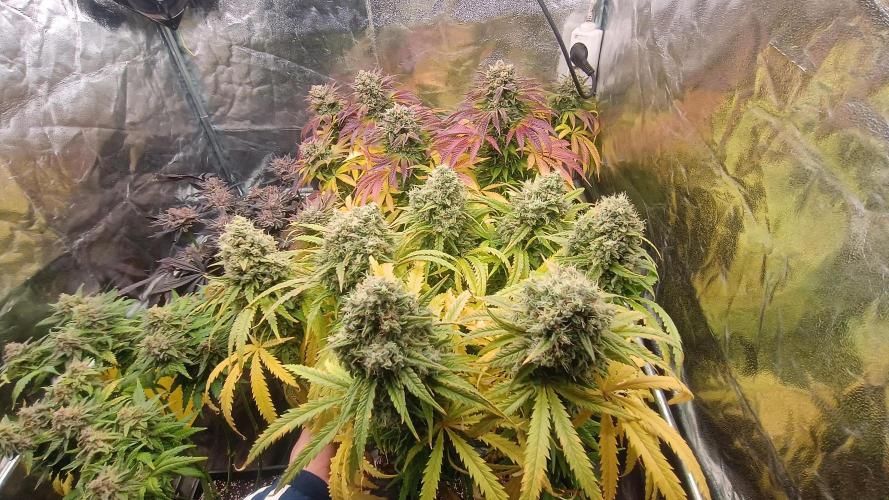 Greenhouse... dutch passion. Week 14 - Skywalker haze 