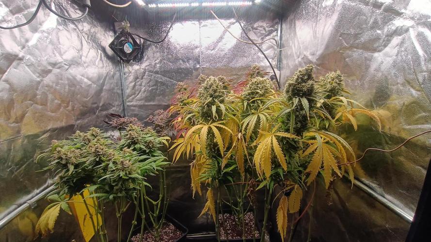 Greenhouse... dutch passion. Week 14