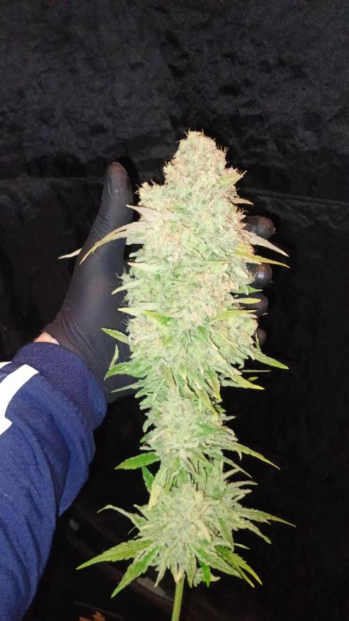 Greenhouse... dutch passion. Week 14 - Skywalker haze 
