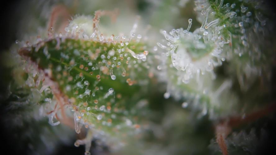 Greenhouse... dutch passion. Week 14 - Skywalker haze 