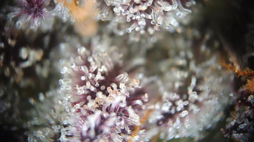 Greenhouse... dutch passion. Week 14 - Kings juice 