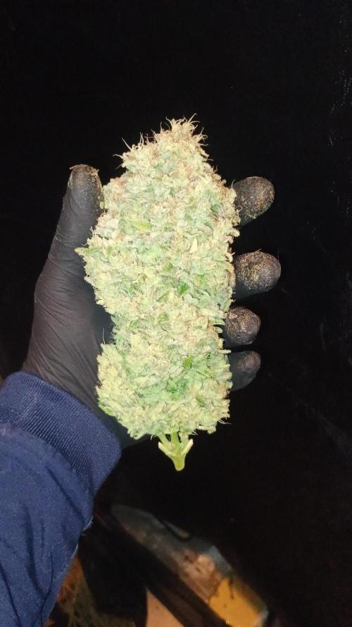 Greenhouse... dutch passion. Week 14 - Skywalker haze 