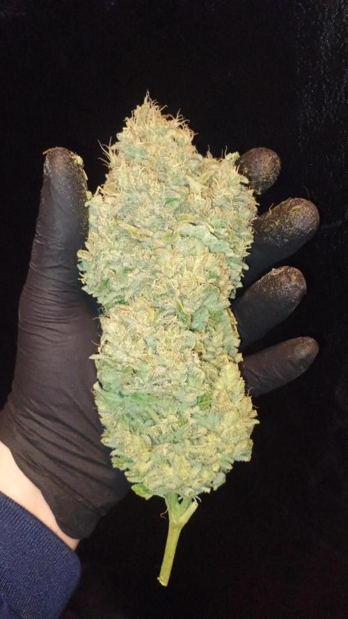 Greenhouse... dutch passion. Week 14 - Skywalker haze 