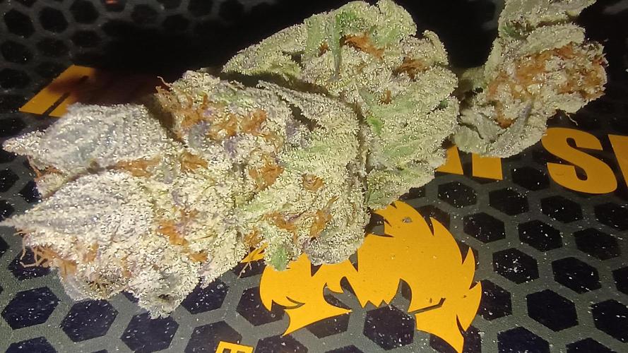 Greenhouse... dutch passion. Week 14 - Kings juice