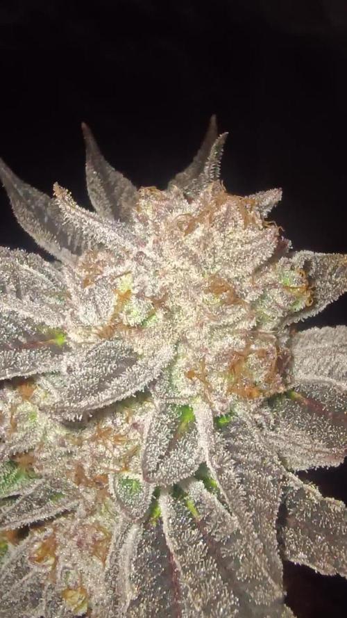 Greenhouse... dutch passion