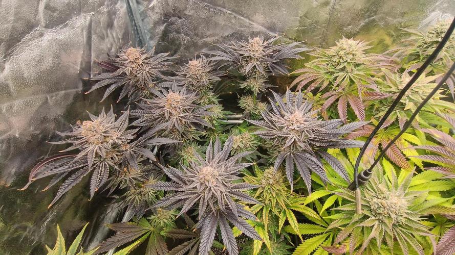 Greenhouse... dutch passion. Week 14 - Kings juice 