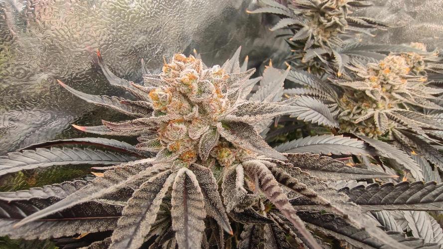 Greenhouse... dutch passion. Week 14 - Kings juice 
